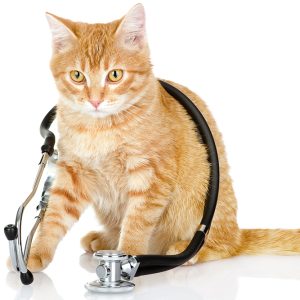 Recommendations for new cat owners