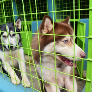 Bladder stones in dogs and cats