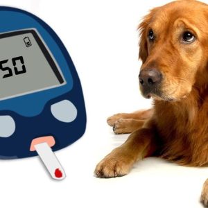 Diabetes in Dogs