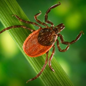 Blacklegged tick (Ixodes pacificus) on a leaf, carrier of the Lyme disease, 2005. Image courtesy Centers for Disease Control (CDC) / James Gathany, William L. Nicholson. (Photo by Smith Collection/Gado/Getty Images)