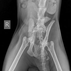 Cats living in high rise apartments